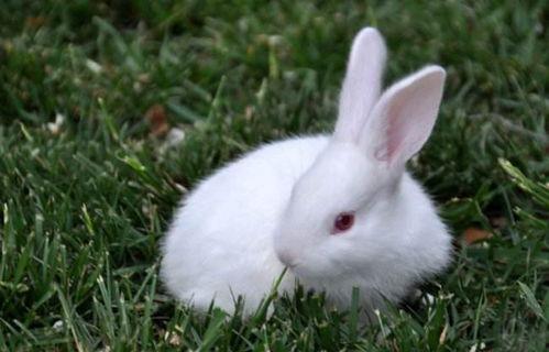 好兔就吃窝边草,好兔的智慧食选